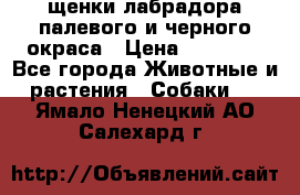 щенки лабрадора палевого и черного окраса › Цена ­ 30 000 - Все города Животные и растения » Собаки   . Ямало-Ненецкий АО,Салехард г.